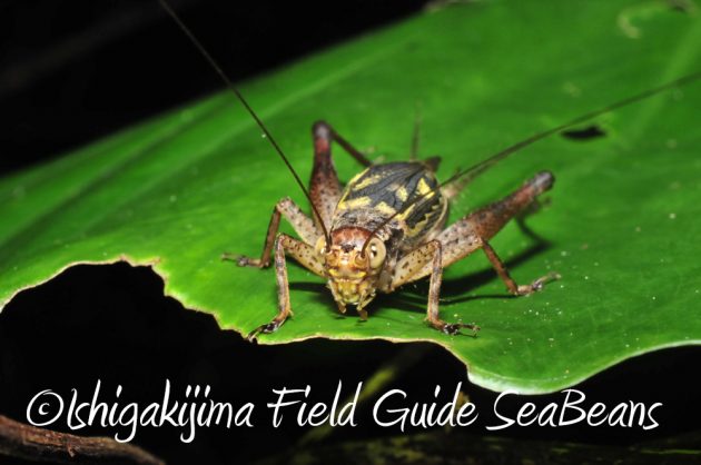 10%e6%9c%8820%e6%97%a5%e3%83%8a%e3%82%a4%e3%83%88%e3%83%84%e3%82%a2%e3%83%bc%e7%9f%b3%e5%9e%a3%e5%b3%b66