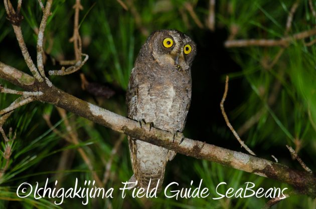 10%e6%9c%886%e6%97%a5%e7%9f%b3%e5%9e%a3%e5%b3%b6%e3%83%8a%e3%82%a4%e3%83%88%e3%83%84%e3%82%a2%e3%83%bc2