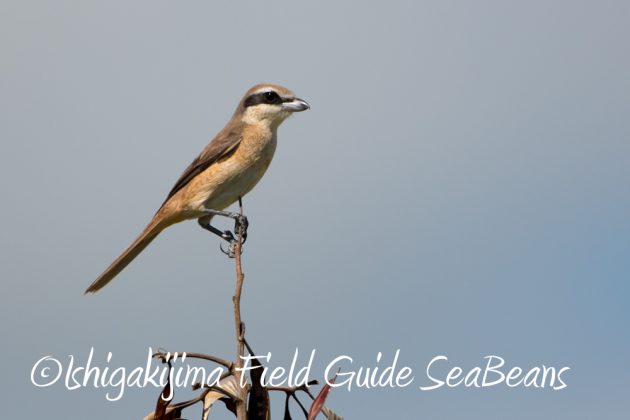 10%e6%9c%8812%e6%97%a5%e7%9f%b3%e5%9e%a3%e5%b3%b6%e3%83%90%e3%83%bc%e3%83%89%e3%82%a6%e3%82%aa%e3%83%83%e3%83%81%e3%83%b3%e3%82%b0%e3%82%ac%e3%82%a4%e3%83%899