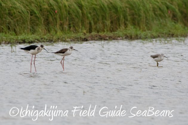 10%e6%9c%888%e6%97%a5%e7%9f%b3%e5%9e%a3%e5%b3%b6%e3%83%90%e3%83%bc%e3%83%89%e3%82%a6%e3%82%aa%e3%83%83%e3%83%81%e3%83%b3%e3%82%b0%ef%bc%86%e9%87%8e%e9%b3%a5%e6%92%ae%e5%bd%b1%e3%82%ac%e3%82%a4