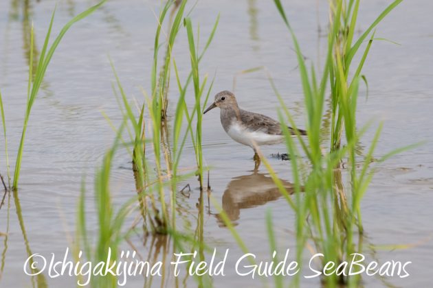 10%e6%9c%8823%e6%97%a5%e7%9f%b3%e5%9e%a3%e5%b3%b6%e3%83%90%e3%83%bc%e3%83%89%e3%82%a6%e3%82%aa%e3%83%83%e3%83%81%e3%83%b3%e3%82%b0%ef%bc%86%e9%87%8e%e9%b3%a5%e6%92%ae%e5%bd%b1%e3%82%ac%e3%82%a4