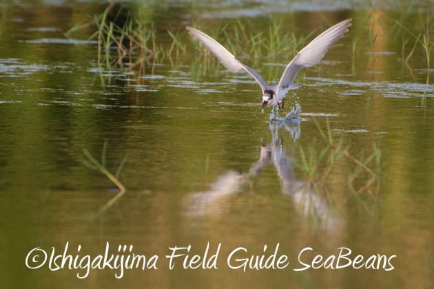 10%e6%9c%8816%e6%97%a5%e7%9f%b3%e5%9e%a3%e5%b3%b6%e9%87%8e%e9%b3%a5%e6%92%ae%e5%bd%b1%e3%82%ac%e3%82%a4%e3%83%8918