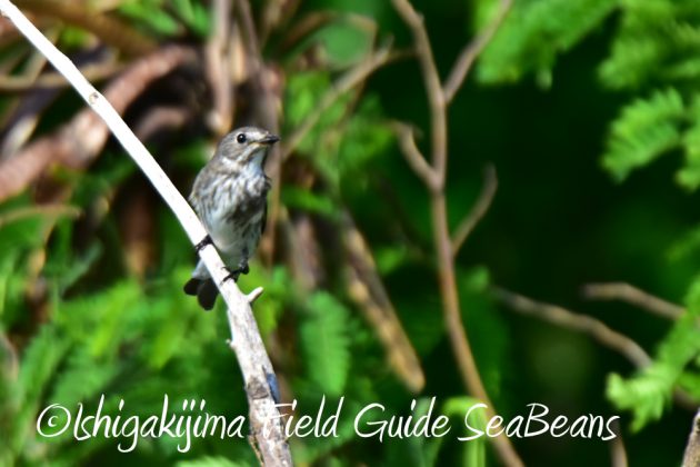 10%e6%9c%8824%e6%97%a5%e7%9f%b3%e5%9e%a3%e5%b3%b6%e3%83%90%e3%83%bc%e3%83%89%e3%82%a6%e3%82%aa%e3%83%83%e3%83%81%e3%83%b3%e3%82%b0%ef%bc%86%e9%87%8e%e9%b3%a5%e6%92%ae%e5%bd%b15