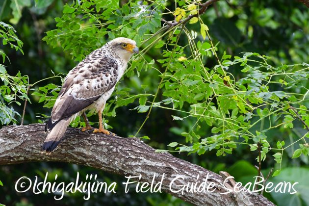 10%e6%9c%8821%e6%97%a5%e7%9f%b3%e5%9e%a3%e5%b3%b6%e3%83%90%e3%83%bc%e3%83%89%e3%82%a6%e3%82%aa%e3%83%83%e3%83%81%e3%83%b3%e3%82%b0%ef%bc%86%e9%87%8e%e9%b3%a5%e6%92%ae%e5%bd%b1%e3%82%ac%e3%82%a4