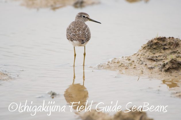 10%e6%9c%883%e6%97%a5%e7%9f%b3%e5%9e%a3%e5%b3%b6%e3%83%90%e3%83%bc%e3%83%89%e3%82%a6%e3%82%aa%e3%83%83%e3%83%81%e3%83%b3%e3%82%b0%ef%bc%86%e9%87%8e%e9%b3%a5%e6%92%ae%e5%bd%b1%e3%82%ac%e3%82%a4