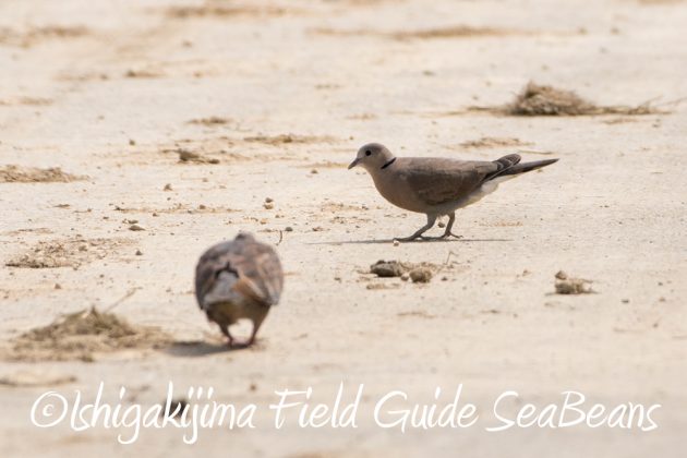 10%e6%9c%8822%e6%97%a5%e7%9f%b3%e5%9e%a3%e5%b3%b6%e3%83%90%e3%83%bc%e3%83%89%e3%82%a6%e3%82%aa%e3%83%83%e3%83%81%e3%83%b3%e3%82%b0%ef%bc%86%e9%87%8e%e9%b3%a5%e6%92%ae%e5%bd%b1%e3%82%ac%e3%82%a4