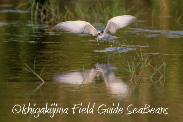 10%e6%9c%8816%e6%97%a5%e7%9f%b3%e5%9e%a3%e5%b3%b6%e9%87%8e%e9%b3%a5%e6%92%ae%e5%bd%b1%e3%82%ac%e3%82%a4%e3%83%8919