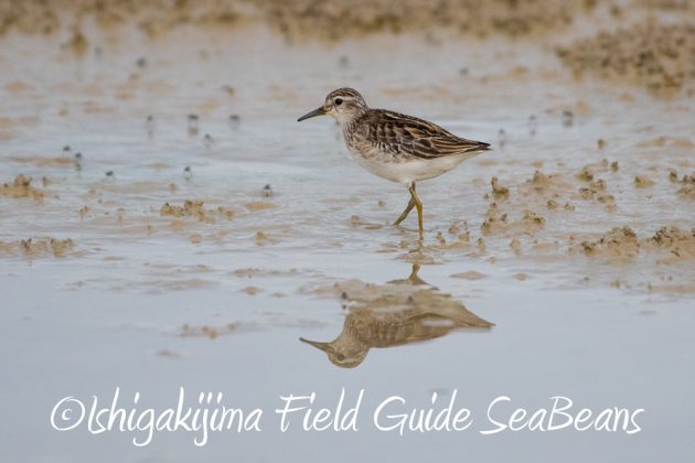 10%e6%9c%889%e6%97%a5%e7%9f%b3%e5%9e%a3%e5%b3%b6%e3%83%90%e3%83%bc%e3%83%89%e3%82%a6%e3%82%aa%e3%83%83%e3%83%81%e3%83%b3%e3%82%b0%ef%bc%86%e9%87%8e%e9%b3%a5%e8%a6%b3%e5%af%9f%e3%82%ac%e3%82%a4