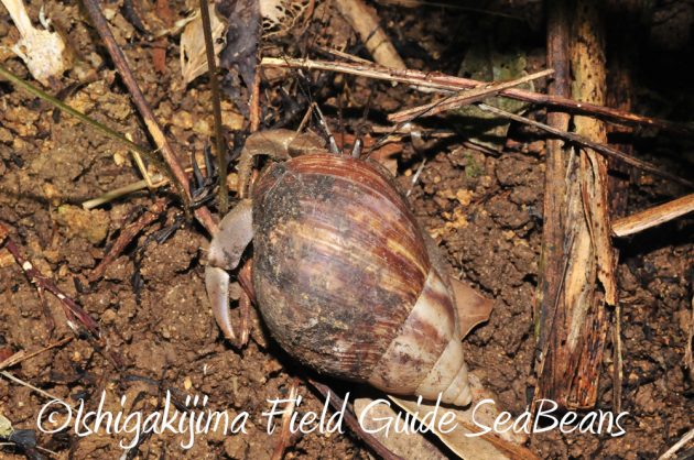 10%e6%9c%8830%e6%97%a5%e7%9f%b3%e5%9e%a3%e5%b3%b6%e3%83%8a%e3%82%a4%e3%83%88%e3%83%84%e3%82%a2%e3%83%bc11