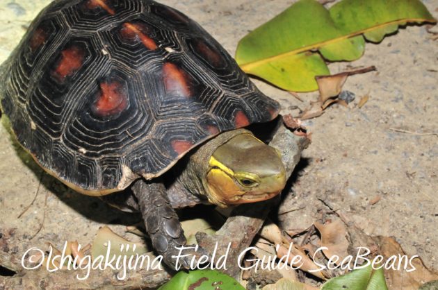 10%e6%9c%881%e6%97%a5%e7%9f%b3%e5%9e%a3%e5%b3%b6%e3%83%8a%e3%82%a4%e3%83%88%e3%83%84%e3%82%a2%e3%83%bc7