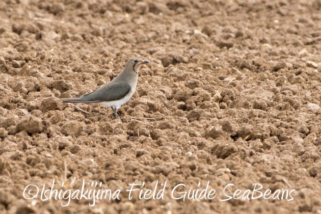 10%e6%9c%887%e6%97%a5%e7%9f%b3%e5%9e%a3%e5%b3%b6%e3%83%90%e3%83%bc%e3%83%89%e3%82%a6%e3%82%aa%e3%83%83%e3%83%81%e3%83%b3%e3%82%b0%ef%bc%86%e9%87%8e%e9%b3%a5%e6%92%ae%e5%bd%b1%e3%82%ac%e3%82%a4