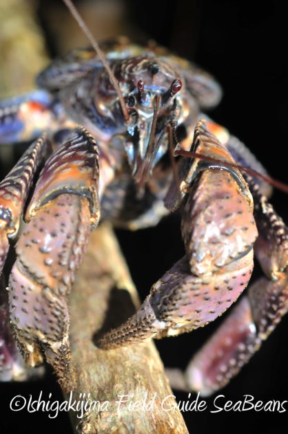 10%e6%9c%882%e6%97%a5%e7%9f%b3%e5%9e%a3%e5%b3%b6%e3%83%8a%e3%82%a4%e3%83%88%e3%83%84%e3%82%a2%e3%83%bc10