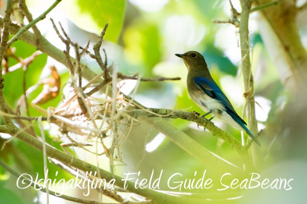 10%e6%9c%8811%e6%97%a5%e7%9f%b3%e5%9e%a3%e5%b3%b6%e3%83%90%e3%83%bc%e3%83%89%e3%82%a6%e3%82%aa%e3%83%83%e3%83%81%e3%83%b3%e3%82%b0%e3%82%ac%e3%82%a4%e3%83%8914