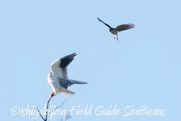 10%e6%9c%8816%e6%97%a5%e7%9f%b3%e5%9e%a3%e5%b3%b6%e9%87%8e%e9%b3%a5%e6%92%ae%e5%bd%b1%e3%82%ac%e3%82%a4%e3%83%893