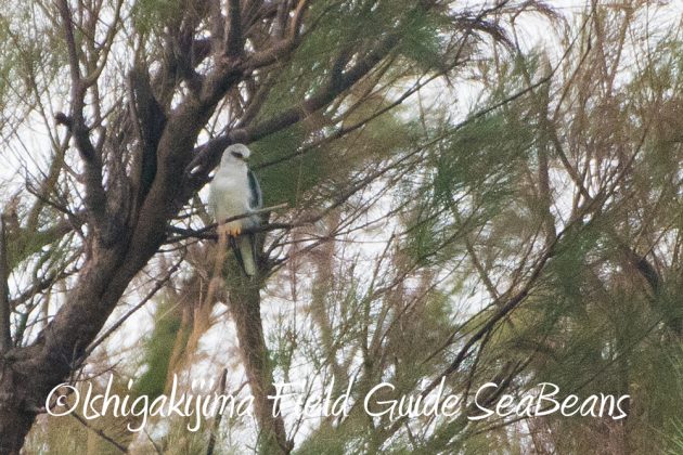 10%e6%9c%889%e6%97%a5%e7%9f%b3%e5%9e%a3%e5%b3%b6%e3%83%90%e3%83%bc%e3%83%89%e3%82%a6%e3%82%aa%e3%83%83%e3%83%81%e3%83%b3%e3%82%b0%ef%bc%86%e9%87%8e%e9%b3%a5%e8%a6%b3%e5%af%9f%e3%82%ac%e3%82%a4