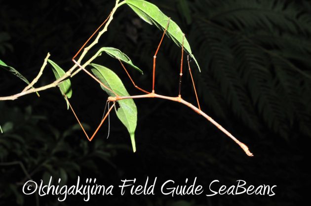 10%e6%9c%8821%e6%97%a5%e7%9f%b3%e5%9e%a3%e5%b3%b6%e3%83%8a%e3%82%a4%e3%83%88%e3%83%84%e3%82%a2%e3%83%bc13