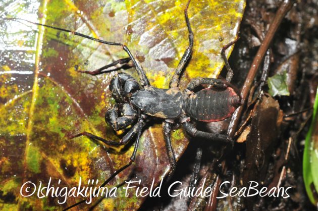 10%e6%9c%886%e6%97%a5%e7%9f%b3%e5%9e%a3%e5%b3%b6%e3%83%8a%e3%82%a4%e3%83%88%e3%83%84%e3%82%a2%e3%83%bc12