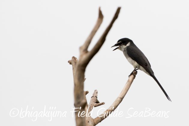 10%e6%9c%883%e6%97%a5%e7%9f%b3%e5%9e%a3%e5%b3%b6%e3%83%90%e3%83%bc%e3%83%89%e3%82%a6%e3%82%aa%e3%83%83%e3%83%81%e3%83%b3%e3%82%b0%ef%bc%86%e9%87%8e%e9%b3%a5%e6%92%ae%e5%bd%b1%e3%82%ac%e3%82%a4