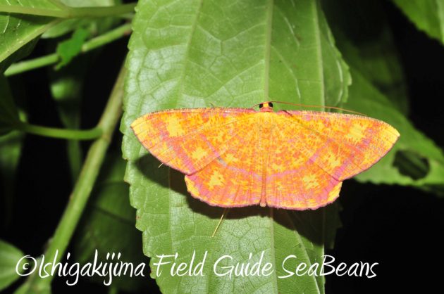 10%e6%9c%8821%e6%97%a5%e7%9f%b3%e5%9e%a3%e5%b3%b6%e3%83%8a%e3%82%a4%e3%83%88%e3%83%84%e3%82%a2%e3%83%bc12