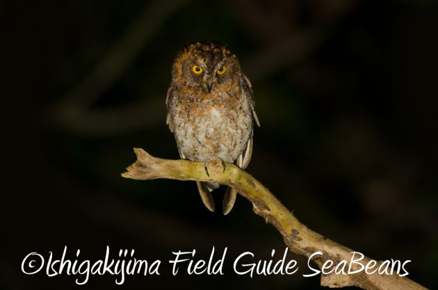 10%e6%9c%8820%e6%97%a5%e3%83%8a%e3%82%a4%e3%83%88%e3%83%84%e3%82%a2%e3%83%bc%e7%9f%b3%e5%9e%a3%e5%b3%b615