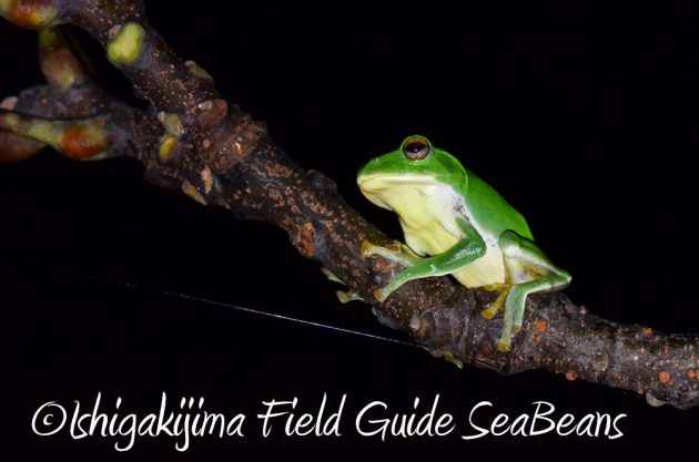 10%e6%9c%886%e6%97%a5%e7%9f%b3%e5%9e%a3%e5%b3%b6%e3%83%8a%e3%82%a4%e3%83%88%e3%83%84%e3%82%a2%e3%83%bc14