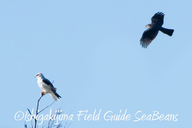 10%e6%9c%8816%e6%97%a5%e7%9f%b3%e5%9e%a3%e5%b3%b6%e9%87%8e%e9%b3%a5%e6%92%ae%e5%bd%b1%e3%82%ac%e3%82%a4%e3%83%892