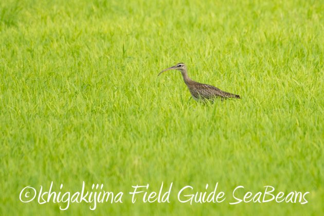 10%e6%9c%8817%e6%97%a5%e3%83%90%e3%83%bc%e3%83%89%e3%82%a6%e3%82%aa%e3%83%83%e3%83%81%e3%83%b3%e3%82%b0%ef%bc%86%e9%87%8e%e9%b3%a5%e6%92%ae%e5%bd%b1%e3%82%ac%e3%82%a4%e3%83%898