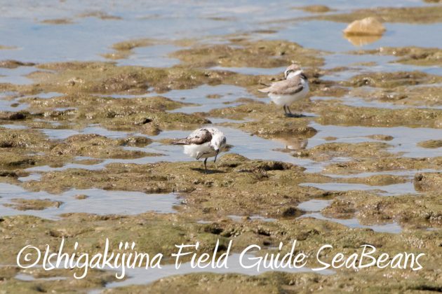 10%e6%9c%8819%e6%97%a5%e3%83%90%e3%83%bc%e3%83%89%e3%82%a6%e3%82%aa%e3%83%83%e3%83%81%e3%83%b3%e3%82%b0%ef%bc%86%e9%87%8e%e9%b3%a5%e6%92%ae%e5%bd%b1%e3%82%ac%e3%82%a4%e3%83%899