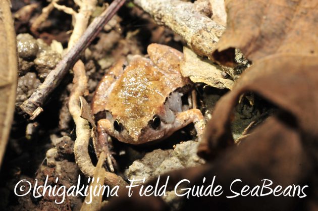 10%e6%9c%8822%e6%97%a5%e7%9f%b3%e5%9e%a3%e5%b3%b6%e3%83%8a%e3%82%a4%e3%83%88%e3%83%84%e3%82%a2%e3%83%bc4