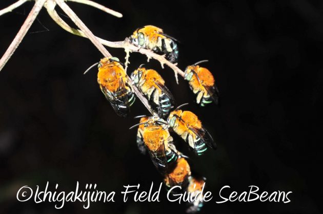 10%e6%9c%8830%e6%97%a5%e7%9f%b3%e5%9e%a3%e5%b3%b6%e3%83%8a%e3%82%a4%e3%83%88%e3%83%84%e3%82%a2%e3%83%bc6