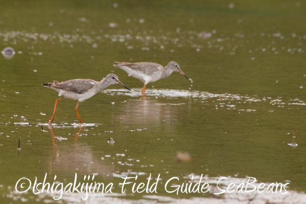 10%e6%9c%8813%e6%97%a5%e7%9f%b3%e5%9e%a3%e5%b3%b6%e3%83%90%e3%83%bc%e3%83%89%e3%82%a6%e3%82%aa%e3%83%83%e3%83%81%e3%83%b3%e3%82%b0%e3%82%ac%e3%82%a4%e3%83%8910