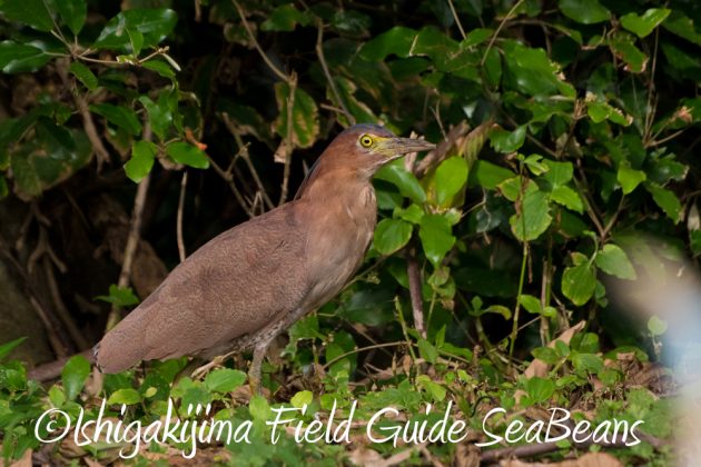 10%e6%9c%888%e6%97%a5%e7%9f%b3%e5%9e%a3%e5%b3%b6%e3%83%90%e3%83%bc%e3%83%89%e3%82%a6%e3%82%aa%e3%83%83%e3%83%81%e3%83%b3%e3%82%b0%ef%bc%86%e9%87%8e%e9%b3%a5%e6%92%ae%e5%bd%b1%e3%82%ac%e3%82%a4