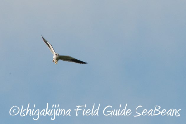 10%e6%9c%8819%e6%97%a5%e3%83%90%e3%83%bc%e3%83%89%e3%82%a6%e3%82%aa%e3%83%83%e3%83%81%e3%83%b3%e3%82%b0%ef%bc%86%e9%87%8e%e9%b3%a5%e6%92%ae%e5%bd%b1%e3%82%ac%e3%82%a4%e3%83%8913