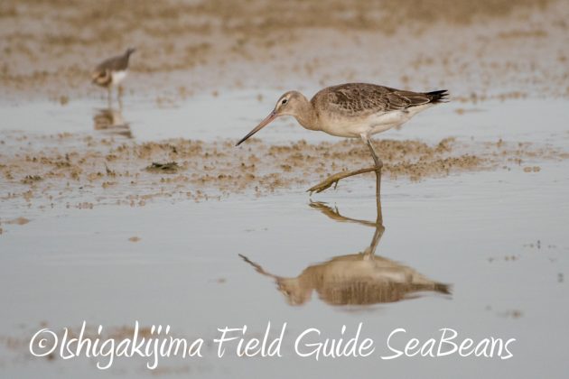 10%e6%9c%889%e6%97%a5%e7%9f%b3%e5%9e%a3%e5%b3%b6%e3%83%90%e3%83%bc%e3%83%89%e3%82%a6%e3%82%aa%e3%83%83%e3%83%81%e3%83%b3%e3%82%b0%ef%bc%86%e9%87%8e%e9%b3%a5%e8%a6%b3%e5%af%9f%e3%82%ac%e3%82%a4