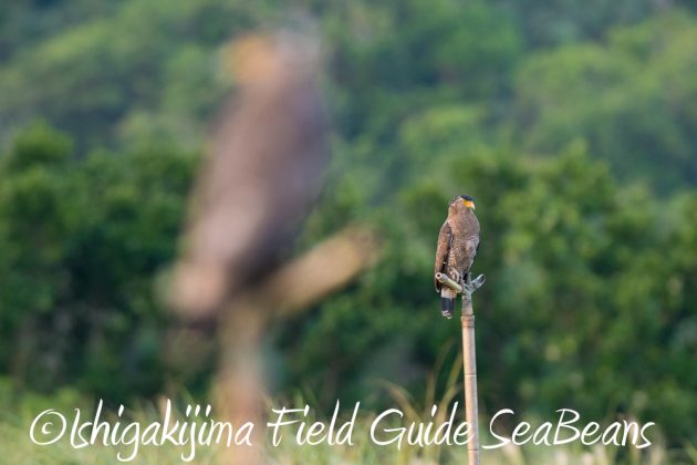 10%e6%9c%8825%e6%97%a5%e7%9f%b3%e5%9e%a3%e5%b3%b6%e3%83%90%e3%83%bc%e3%83%89%e3%82%a6%e3%82%aa%e3%83%83%e3%83%81%e3%83%b3%e3%82%b0%ef%bc%86%e9%87%8e%e9%b3%a5%e6%92%ae%e5%bd%b116