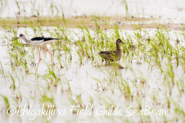 10%e6%9c%883%e6%97%a5%e7%9f%b3%e5%9e%a3%e5%b3%b6%e3%83%90%e3%83%bc%e3%83%89%e3%82%a6%e3%82%aa%e3%83%83%e3%83%81%e3%83%b3%e3%82%b0%ef%bc%86%e9%87%8e%e9%b3%a5%e6%92%ae%e5%bd%b1%e3%82%ac%e3%82%a4