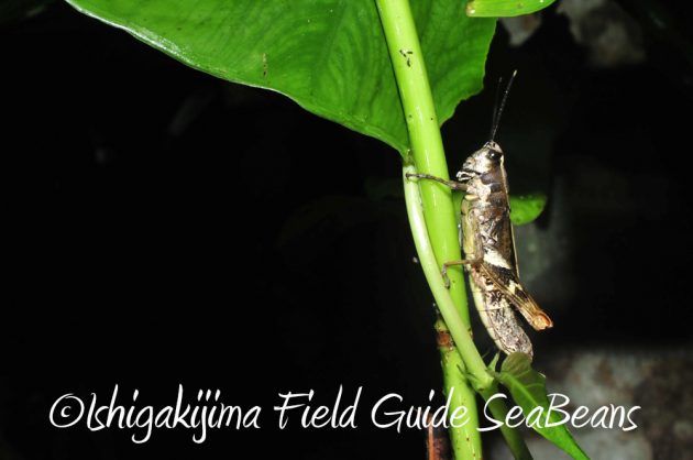 10%e6%9c%886%e6%97%a5%e7%9f%b3%e5%9e%a3%e5%b3%b6%e3%83%8a%e3%82%a4%e3%83%88%e3%83%84%e3%82%a2%e3%83%bc9