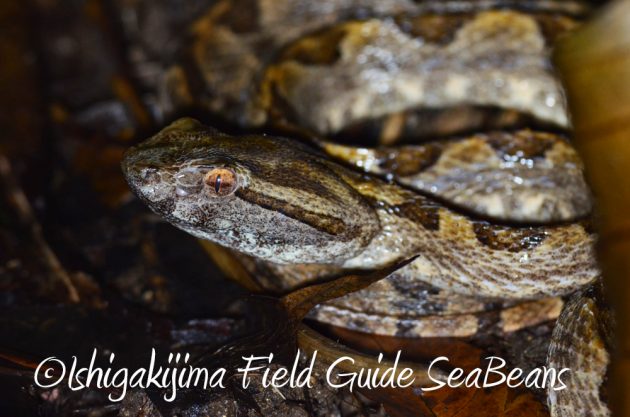 10%e6%9c%886%e6%97%a5%e7%9f%b3%e5%9e%a3%e5%b3%b6%e3%83%8a%e3%82%a4%e3%83%88%e3%83%84%e3%82%a2%e3%83%bc15