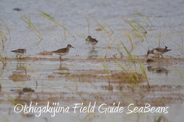 10%e6%9c%8815%e6%97%a5%e7%9f%b3%e5%9e%a3%e5%b3%b6%e3%83%90%e3%83%bc%e3%83%89%e3%82%a6%e3%82%aa%e3%83%83%e3%83%81%e3%83%b3%e3%82%b0%ef%bc%86%e9%87%8e%e9%b3%a5%e6%92%ae%e5%bd%b1%e3%82%ac%e3%82%a4