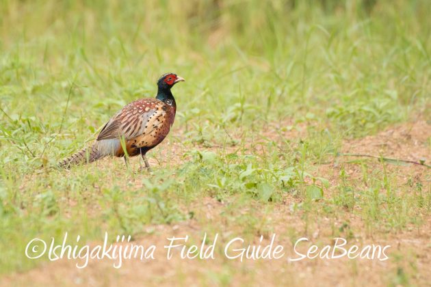 10%e6%9c%8813%e6%97%a5%e7%9f%b3%e5%9e%a3%e5%b3%b6%e3%83%90%e3%83%bc%e3%83%89%e3%82%a6%e3%82%aa%e3%83%83%e3%83%81%e3%83%b3%e3%82%b0%e3%82%ac%e3%82%a4%e3%83%8916