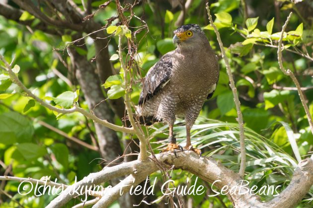 10%e6%9c%8815%e6%97%a5%e7%9f%b3%e5%9e%a3%e5%b3%b6%e3%83%90%e3%83%bc%e3%83%89%e3%82%a6%e3%82%aa%e3%83%83%e3%83%81%e3%83%b3%e3%82%b0%ef%bc%86%e9%87%8e%e9%b3%a5%e6%92%ae%e5%bd%b1%e3%82%ac%e3%82%a4