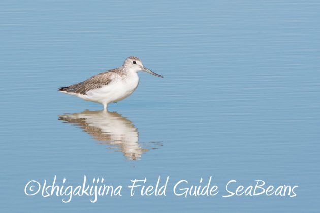 10%e6%9c%8812%e6%97%a5%e7%9f%b3%e5%9e%a3%e5%b3%b6%e3%83%90%e3%83%bc%e3%83%89%e3%82%a6%e3%82%aa%e3%83%83%e3%83%81%e3%83%b3%e3%82%b0%e3%82%ac%e3%82%a4%e3%83%893