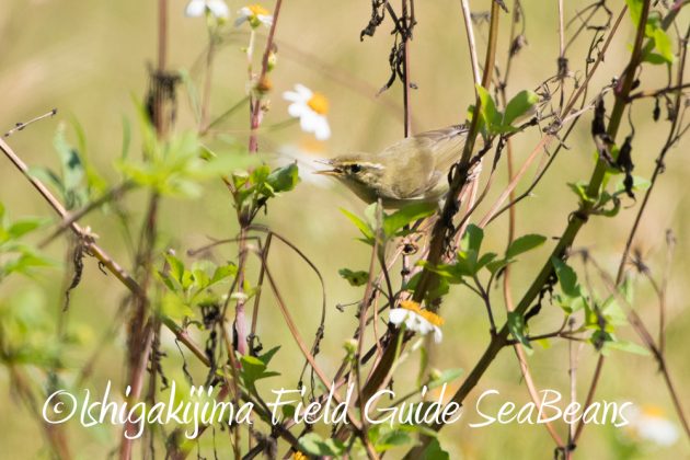 10%e6%9c%8812%e6%97%a5%e7%9f%b3%e5%9e%a3%e5%b3%b6%e3%83%90%e3%83%bc%e3%83%89%e3%82%a6%e3%82%aa%e3%83%83%e3%83%81%e3%83%b3%e3%82%b0%e3%82%ac%e3%82%a4%e3%83%898