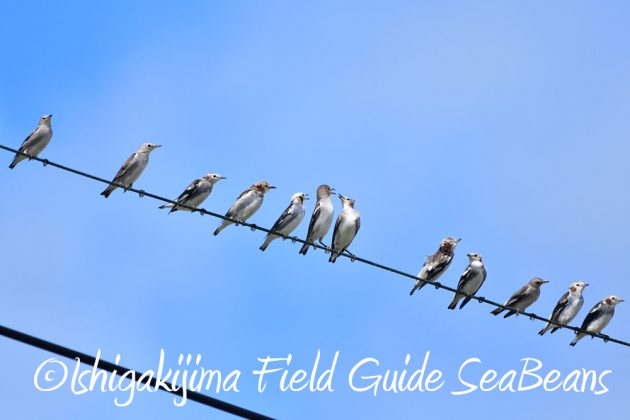 10%e6%9c%8819%e6%97%a5%e3%83%90%e3%83%bc%e3%83%89%e3%82%a6%e3%82%aa%e3%83%83%e3%83%81%e3%83%b3%e3%82%b0%ef%bc%86%e9%87%8e%e9%b3%a5%e6%92%ae%e5%bd%b1%e3%82%ac%e3%82%a4%e3%83%898