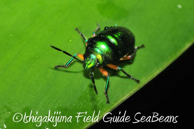 10%e6%9c%886%e6%97%a5%e7%9f%b3%e5%9e%a3%e5%b3%b6%e3%83%8a%e3%82%a4%e3%83%88%e3%83%84%e3%82%a2%e3%83%bc7