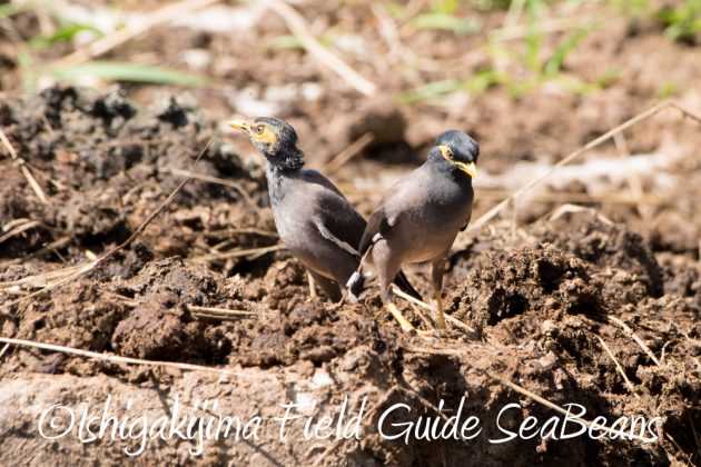 10%e6%9c%8823%e6%97%a5%e7%9f%b3%e5%9e%a3%e5%b3%b6%e3%83%90%e3%83%bc%e3%83%89%e3%82%a6%e3%82%aa%e3%83%83%e3%83%81%e3%83%b3%e3%82%b0%ef%bc%86%e9%87%8e%e9%b3%a5%e6%92%ae%e5%bd%b1%e3%82%ac%e3%82%a4