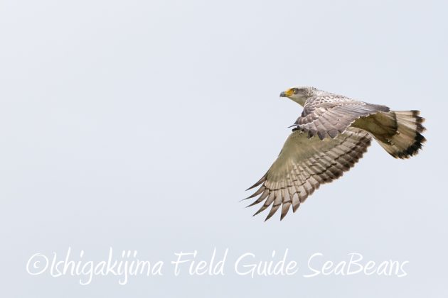 10%e6%9c%8816%e6%97%a5%e7%9f%b3%e5%9e%a3%e5%b3%b6%e9%87%8e%e9%b3%a5%e6%92%ae%e5%bd%b1%e3%82%ac%e3%82%a4%e3%83%8910