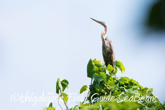 10%e6%9c%8819%e6%97%a5%e3%83%90%e3%83%bc%e3%83%89%e3%82%a6%e3%82%aa%e3%83%83%e3%83%81%e3%83%b3%e3%82%b0%ef%bc%86%e9%87%8e%e9%b3%a5%e6%92%ae%e5%bd%b1%e3%82%ac%e3%82%a4%e3%83%8917