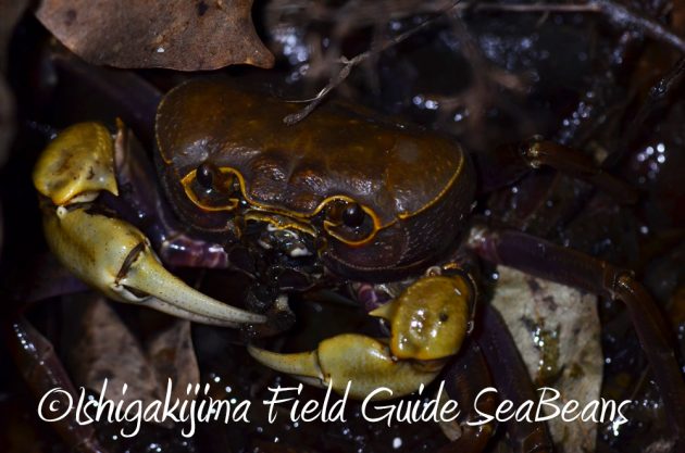 10%e6%9c%8822%e6%97%a5%e7%9f%b3%e5%9e%a3%e5%b3%b6%e3%83%8a%e3%82%a4%e3%83%88%e3%83%84%e3%82%a2%e3%83%bc11