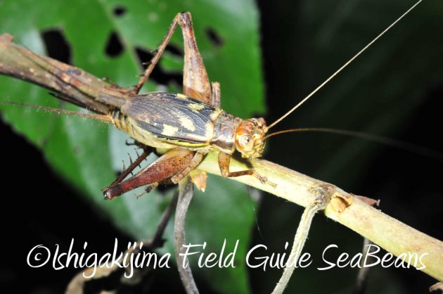 10%e6%9c%881%e6%97%a5%e7%9f%b3%e5%9e%a3%e5%b3%b6%e3%83%8a%e3%82%a4%e3%83%88%e3%83%84%e3%82%a2%e3%83%bc5